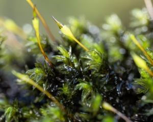 Racomitrium aciculare