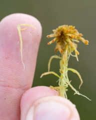 Sphagnum angustifolium
