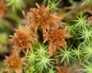Sphagnum angustifolium