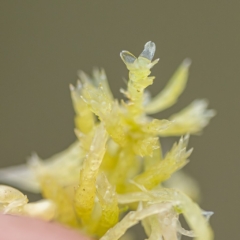 Sphagnum girgensohnii