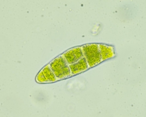 Zygodon viridissimnus
