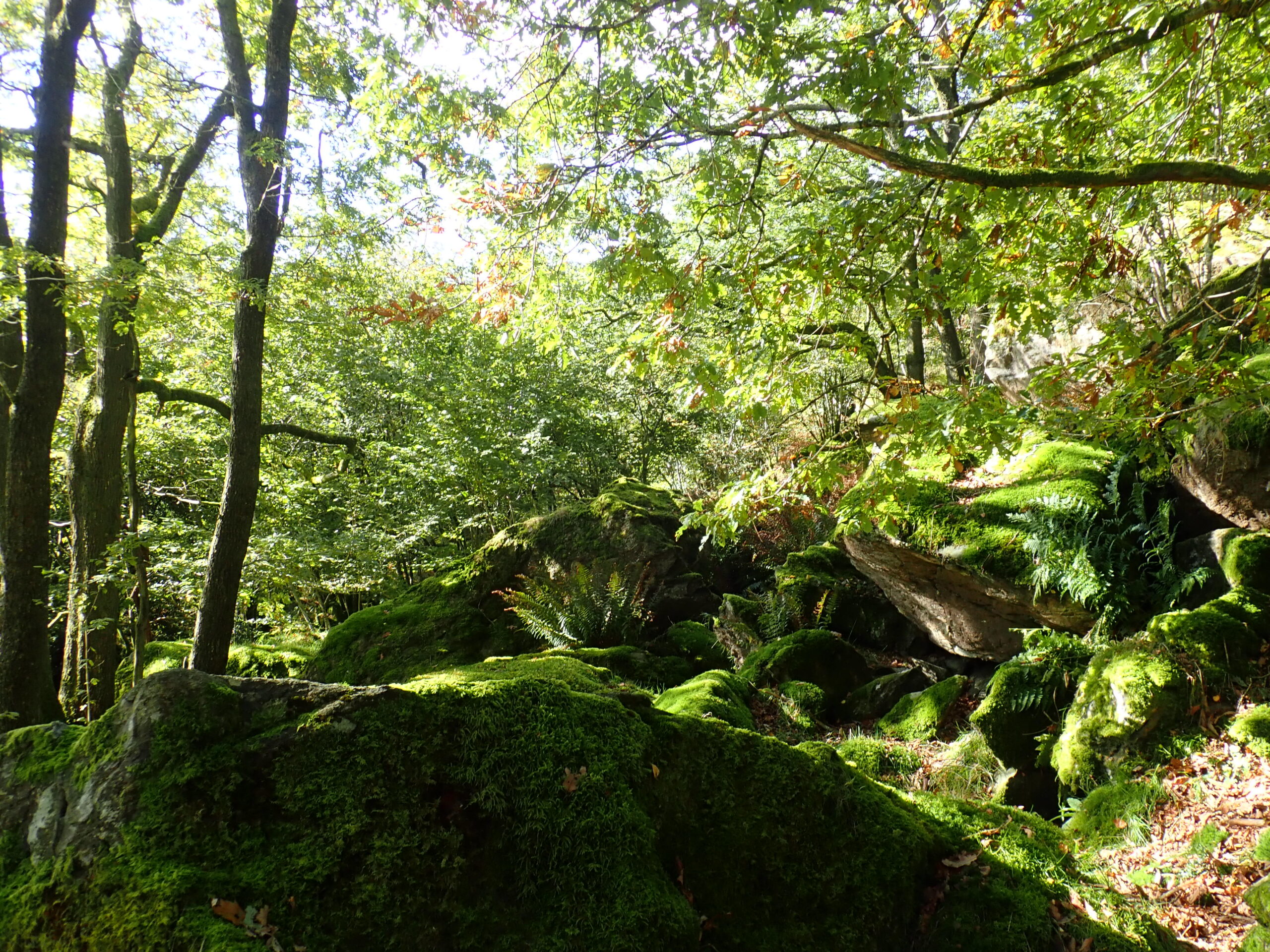 Bryophyte-covered boulders in Wallowbarrow Coppice (KM)