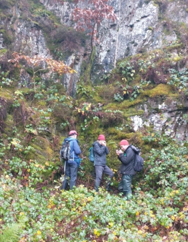 Examining the bryophytes on the rock face of the quarry