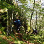 Examining crags in Wallowbarrow Coppice (KM)