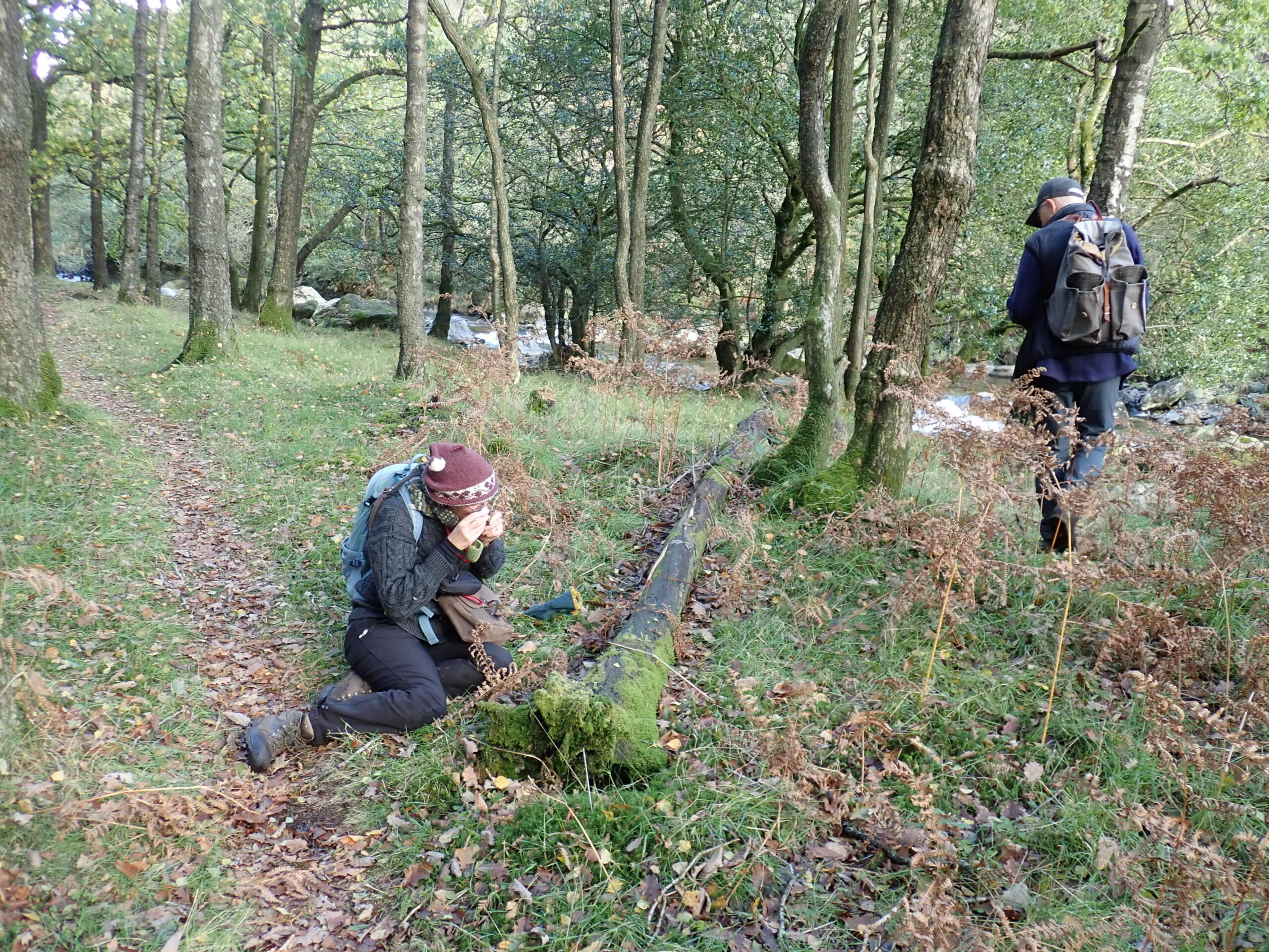 Examining dead wood bryophytes, Crag End Wood (KM)