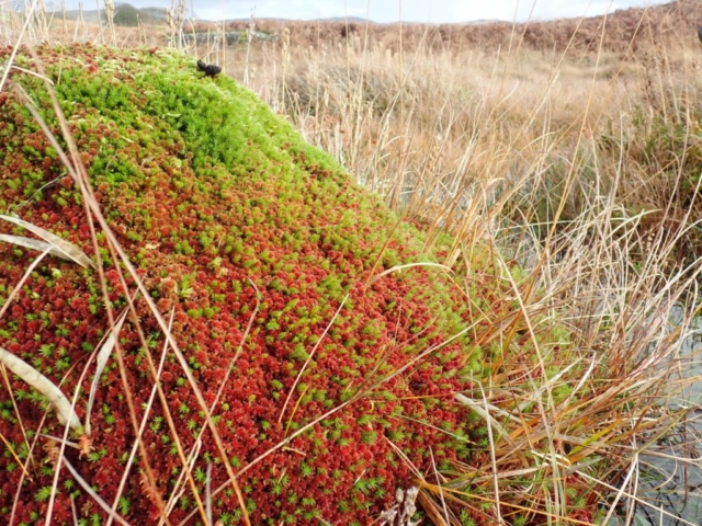 Lovely mound of Sphagnum capillifolium and Polytrichum strictum in the mire
