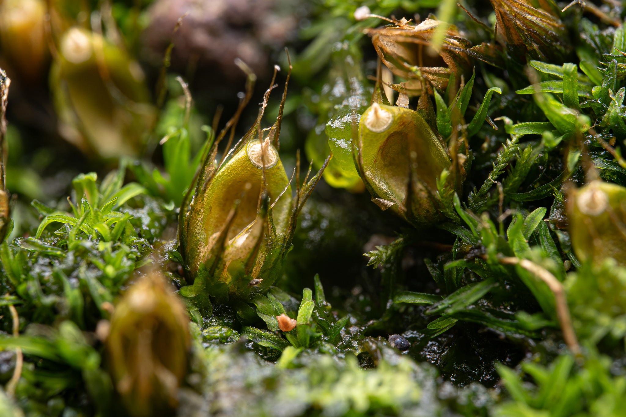 Diphyscum foliosum (Paul Ross)