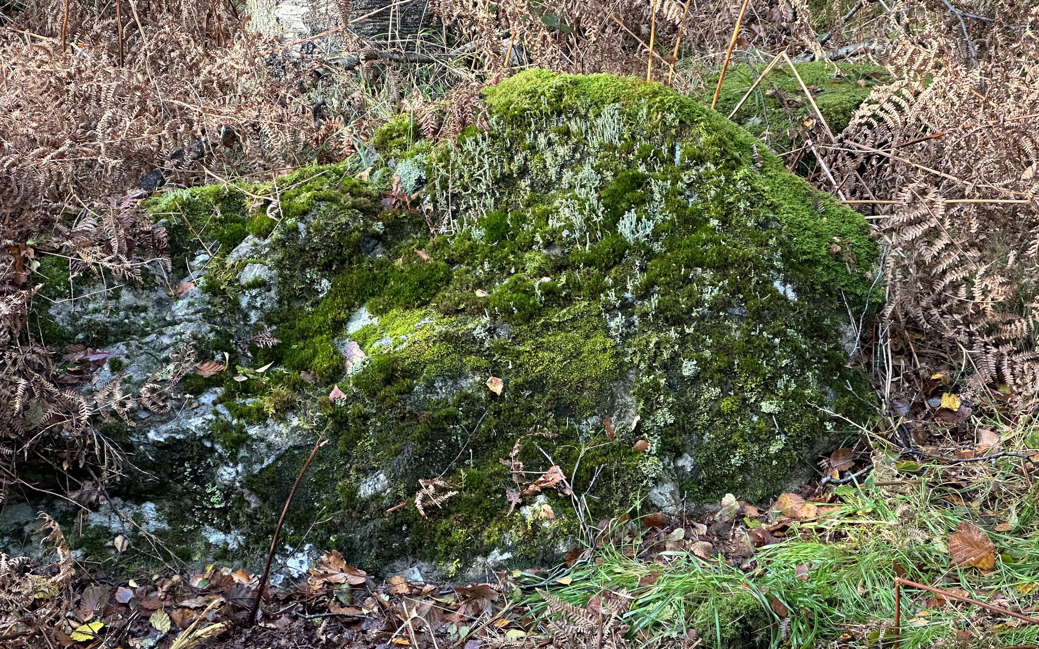 Moss and Cladonia covered boulder