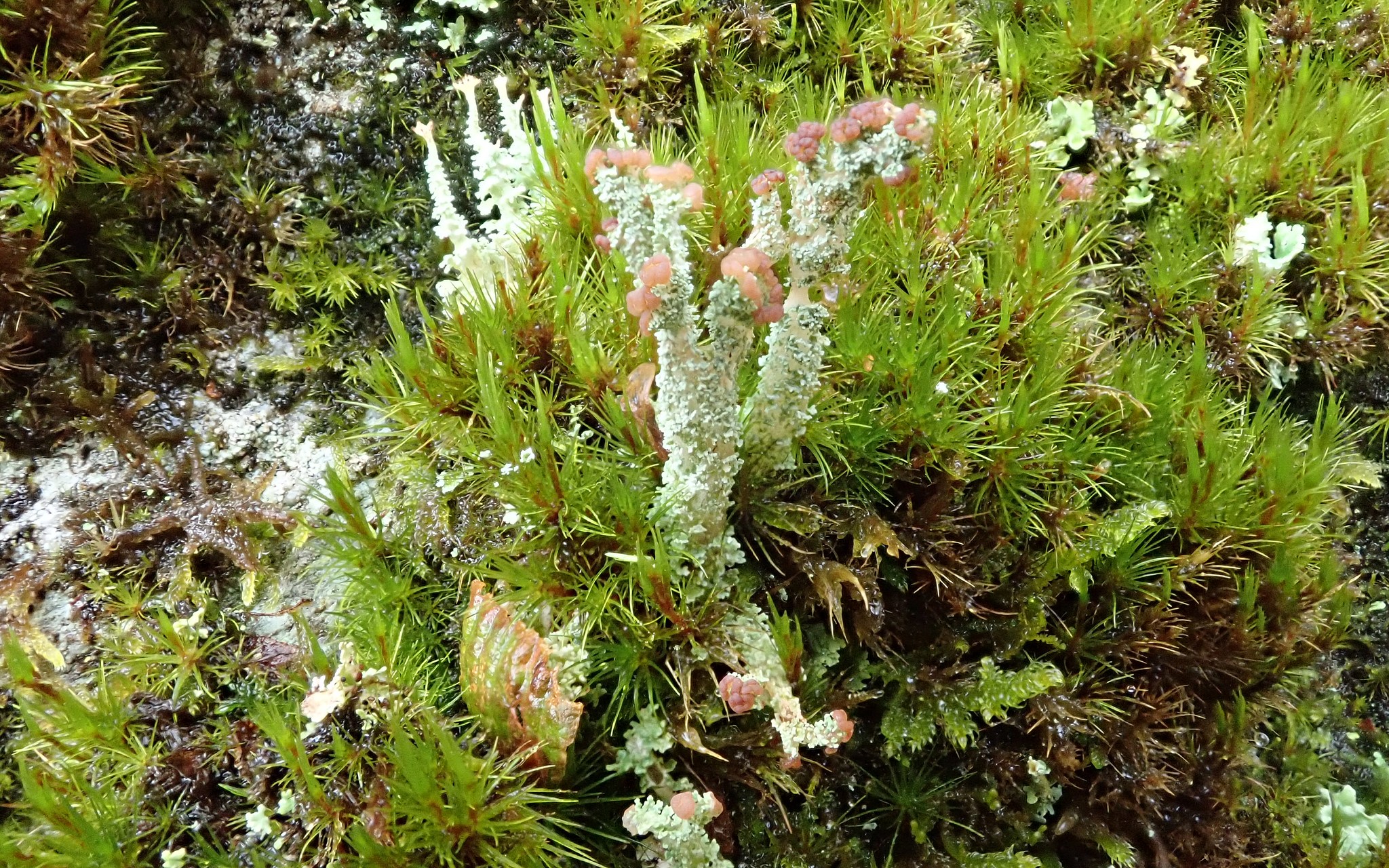 Cladonia squamosa, unusually fertile