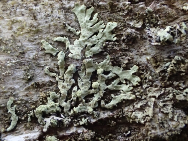 Parmeliopsis ambigua on a birch