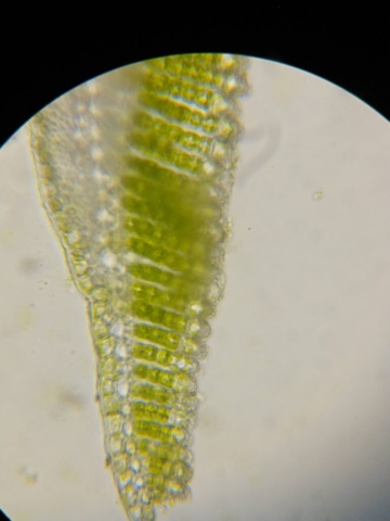 Polytrichastrum alpinum leaf section