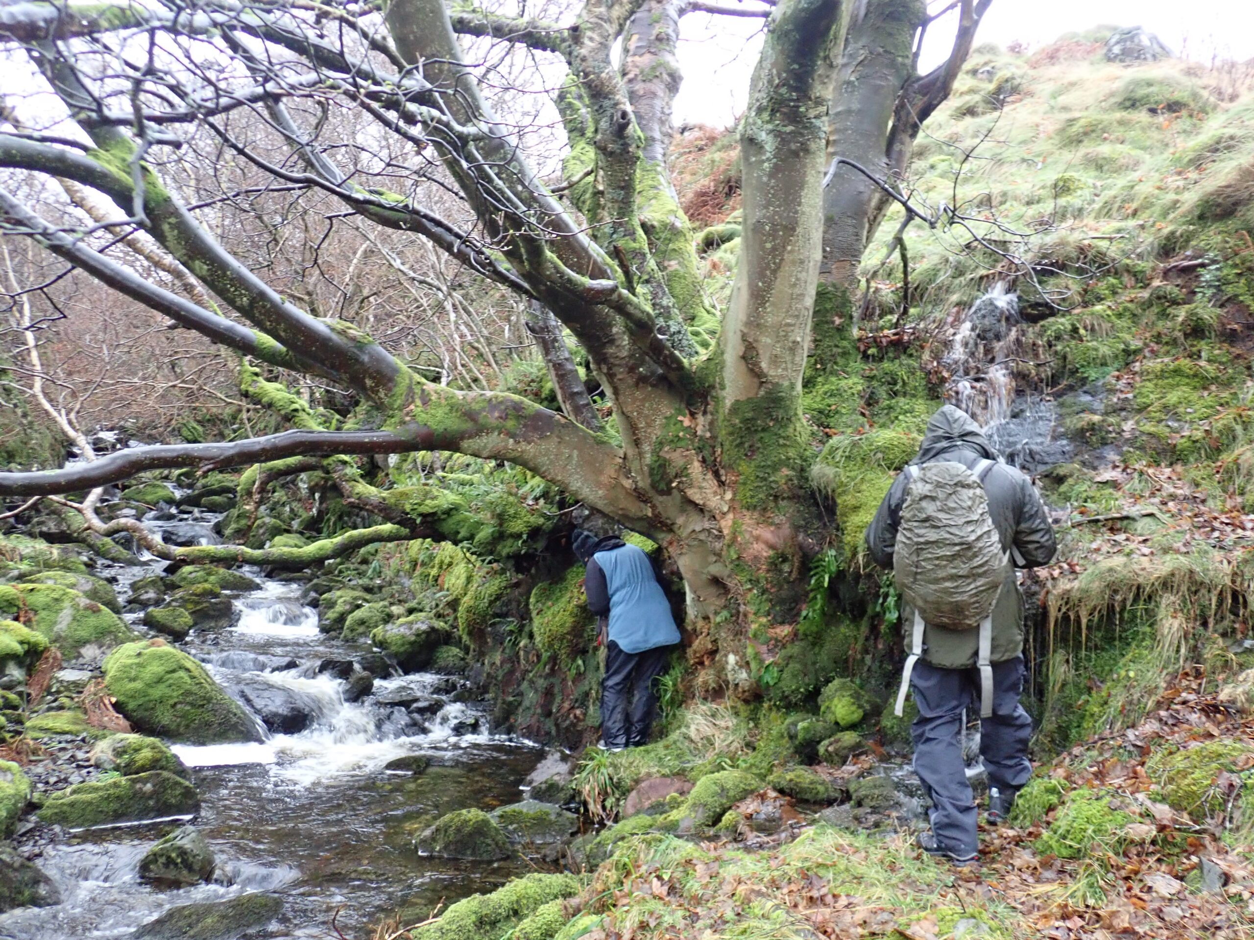 Examining the bryophytes on damp vertical banks above the beck