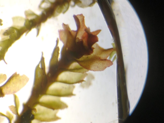 Lophozia sudetica gemmiferous shoot