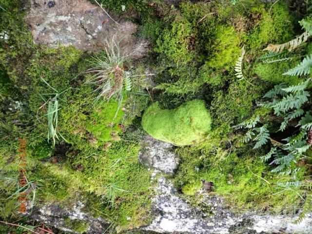 A bright green cushion of Bartramia pommiformis among other bryophytes and ferns