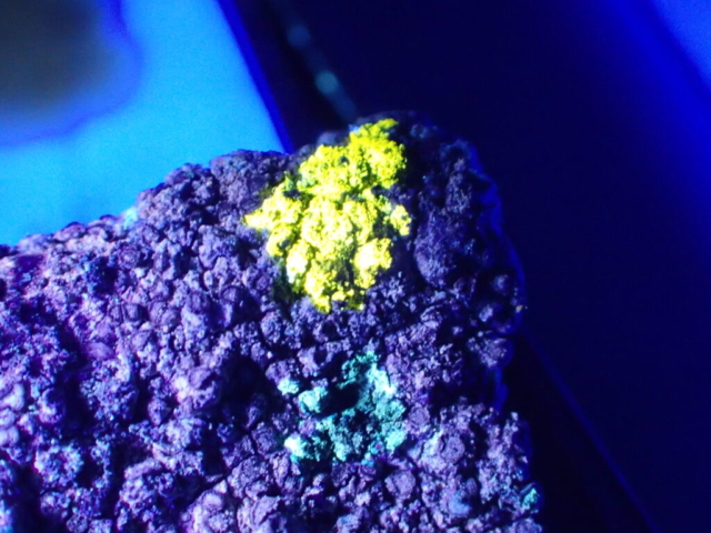 Psoronactis dilleniana: In UV: P+ bright yellow and K+ blue