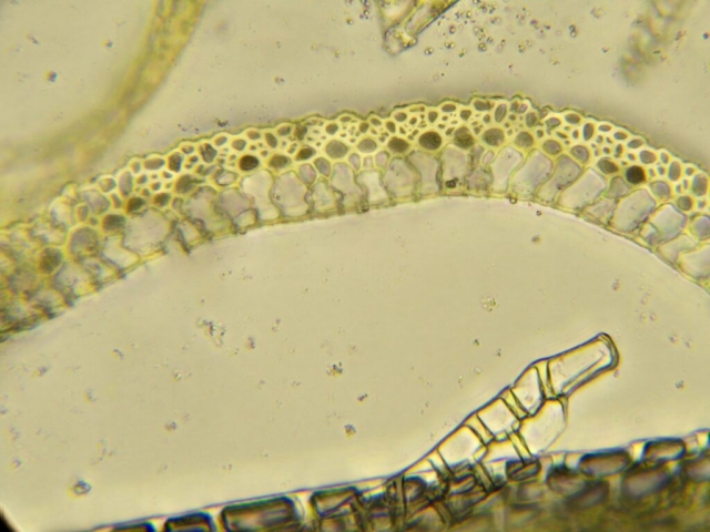 Campylopus fragilis leaf section (CS)