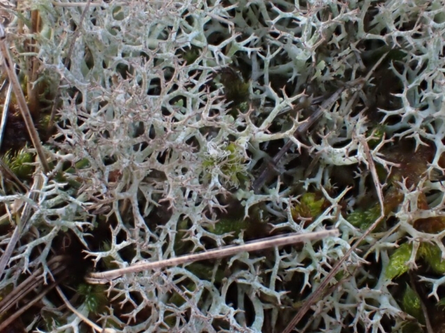 Cladonia rangiformis looking good in a fenced exclosure