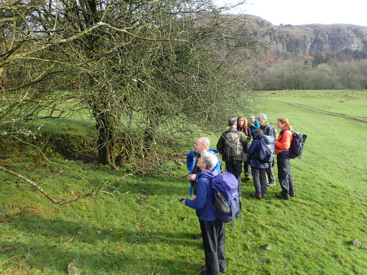Whitbarrow lichenologists looking at Hawthorns