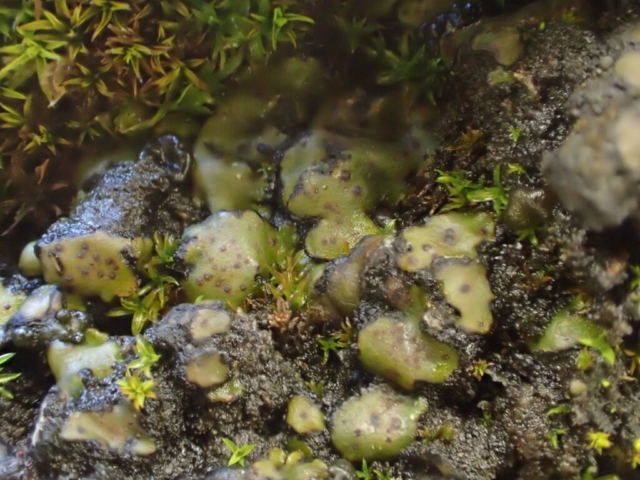 Placidium squamulosum - green when wet