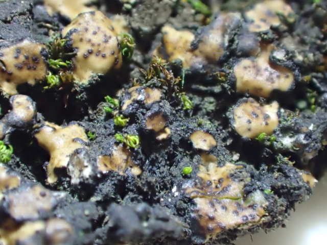 Placidium squamulosum - tan squamules when dry