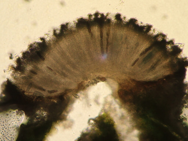 Phaeographis smithii section showing broken exciple underneath and brown spores