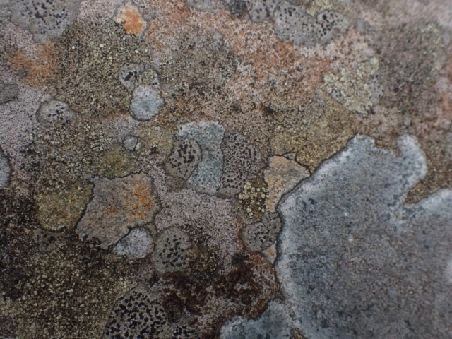 acid rock erratic mosaic