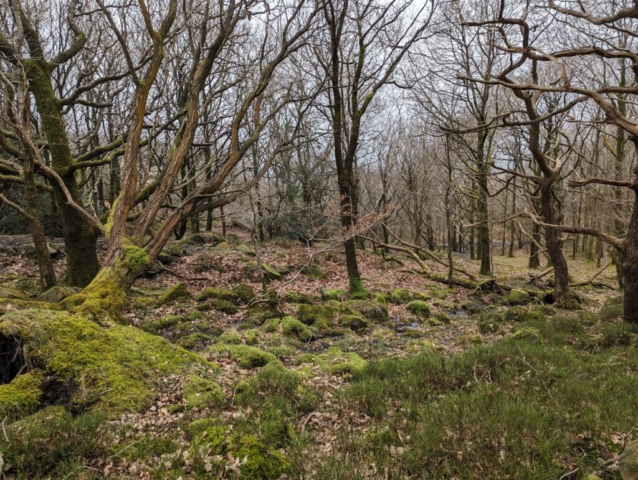 Woodland at Birk Bank. The substrate was acidic gritstone, but the flushes clearly had some calcareous influence as there were calcicole species such as Palustriella commutata.
