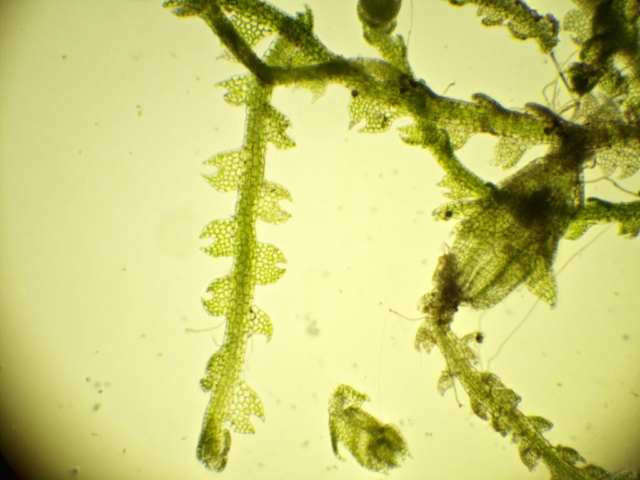 Cephalozia lunulifolia shoot and perianth