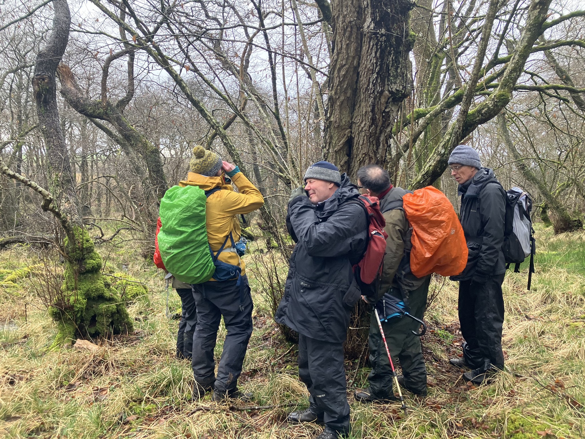 Mollen Wood Bryophyte Report 14 March 2024 – Cumbria Lichens and Bryophytes