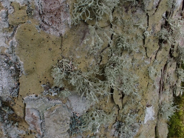 Pyrrhospora quernea, Evernia prunastri and more