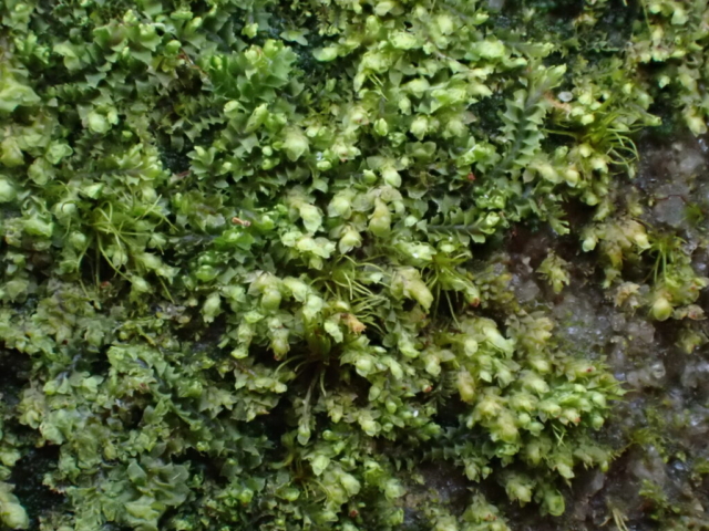 Scapania umbrosa is a distinctive but very tiny moss. It’s distinguished by it’s upright, pointed front lobes, pale, glaucous colour and reddish gemmae. It is most commonly found on dead logs, but here it was growing in profusion on large boulders by the beck.