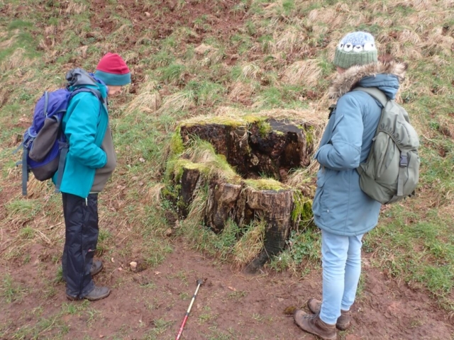 Stump of a tree without Lobaria