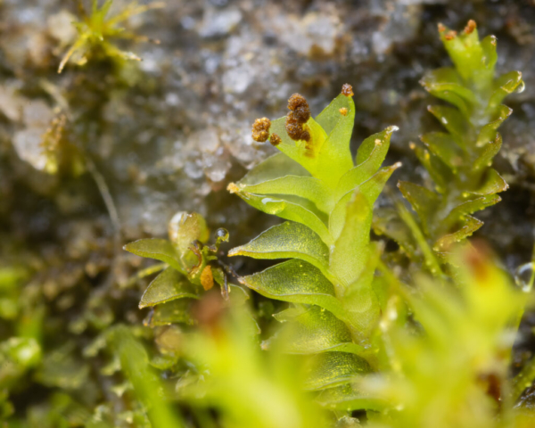 Tritomaria exsectiformis was growing everywhere on boulders by the stream, alongside the Scapania umbrosa.