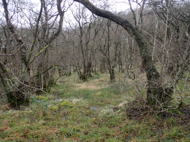 View of the Alder wood (KM)