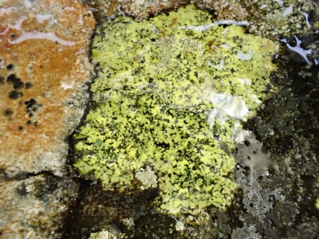 Rhizocarpon geographicum - very wet