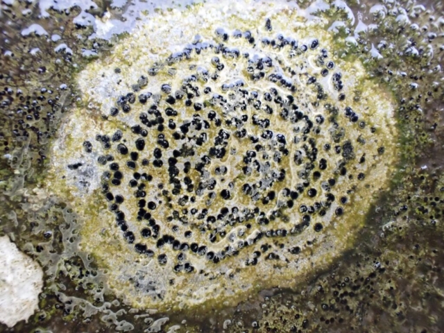 Rhizocarpon petraeum