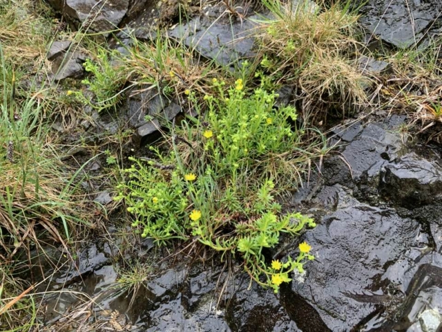 Saxifraga aizoides, Yellow Mountain Saxifrage