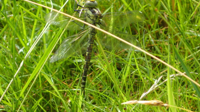 Southern Hawker dragonfly