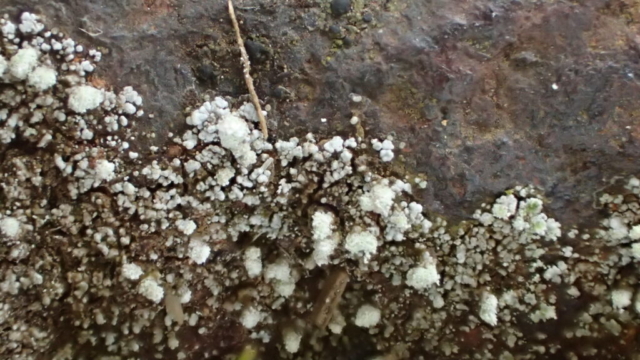 Stereocaulon pileatum