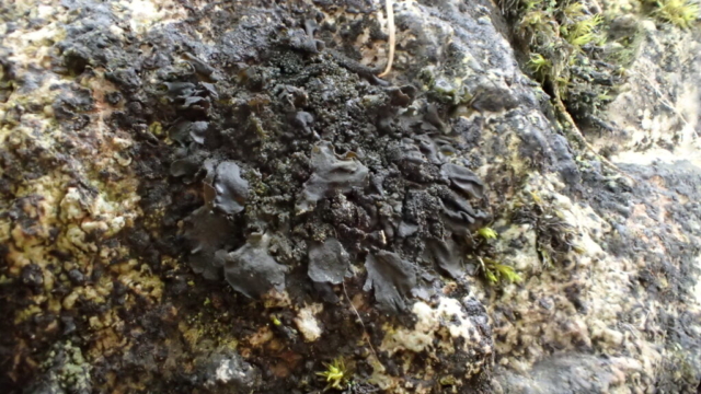 Collema glebulentum