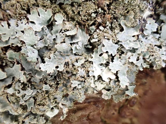 Parmelia saxatilis