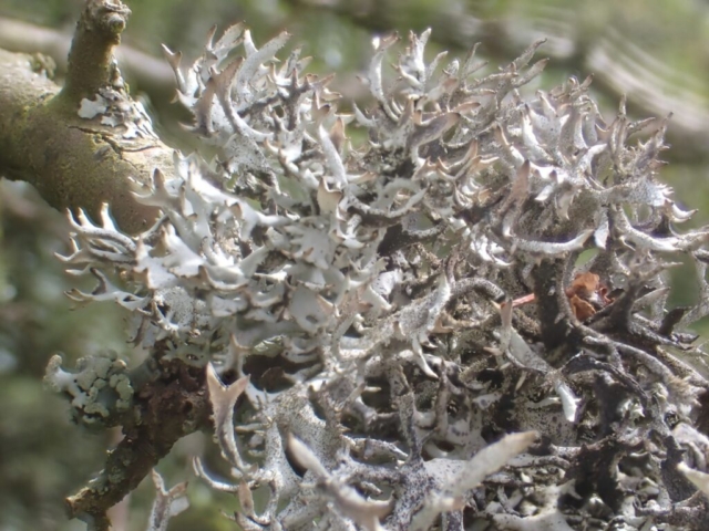 Pseudevernia furfuracea