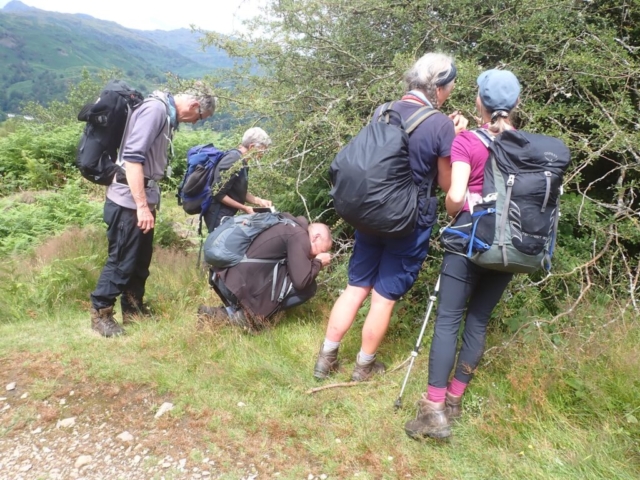 CLBG lichenologists inspecting a hawthorn