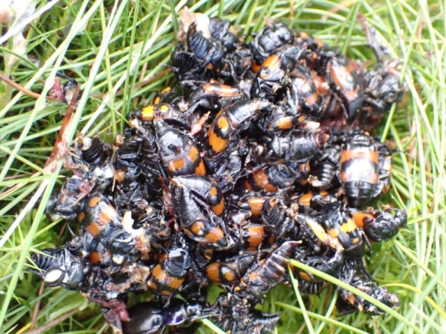 Dead sexton beetles