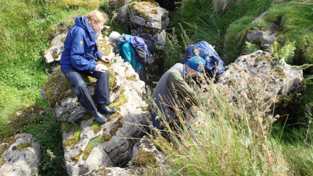 Finding Solorina saccata in a sink hole