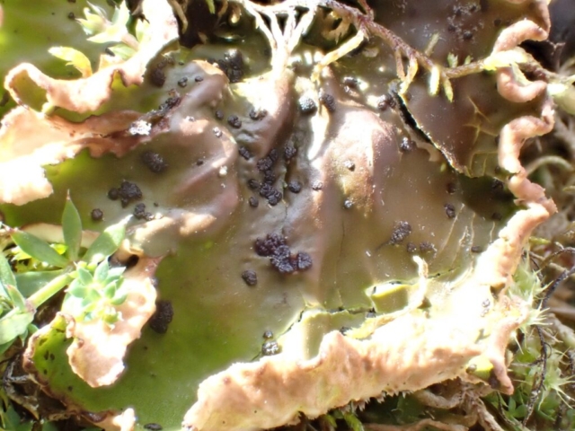 Peltigera leucophlebia