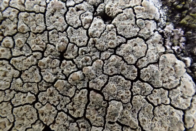 Lecanora intricata