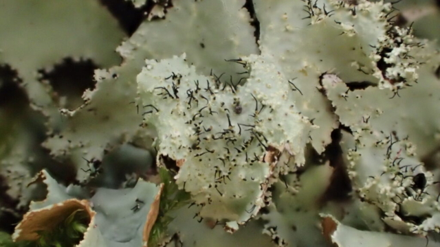 Parmotrema crinitum - Desperate Dan