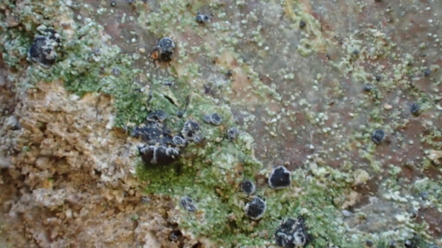 Toniniopsis inornata