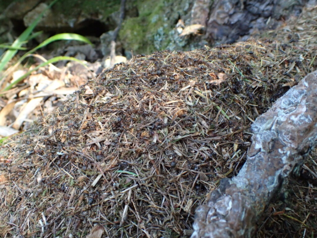 Wood ant nest